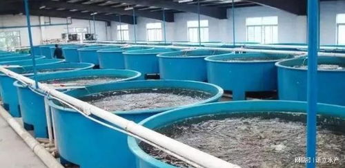 水產工廠化養殖失敗探因 為何90%的從業者難以為繼？