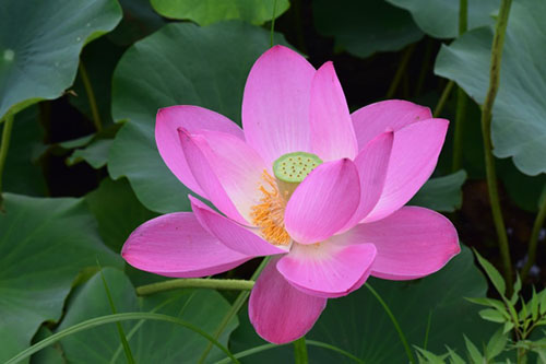 中國9種香的花：一種會(huì )為你引路，一種提煉的香精比黃金還貴！