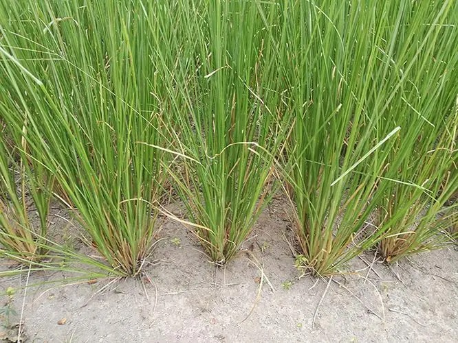 萬(wàn)能的木質(zhì)香氣—香根草
