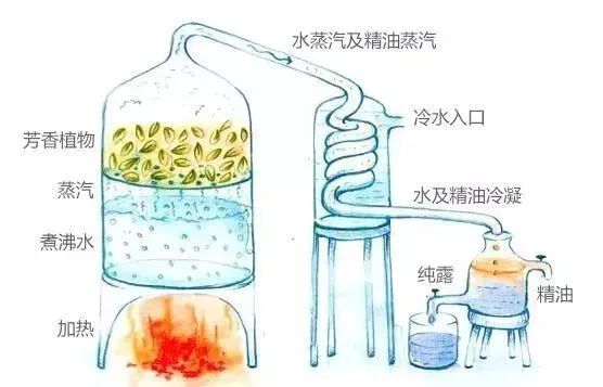芳香療法，一個(gè)起源于5000年前的神秘學(xué)科