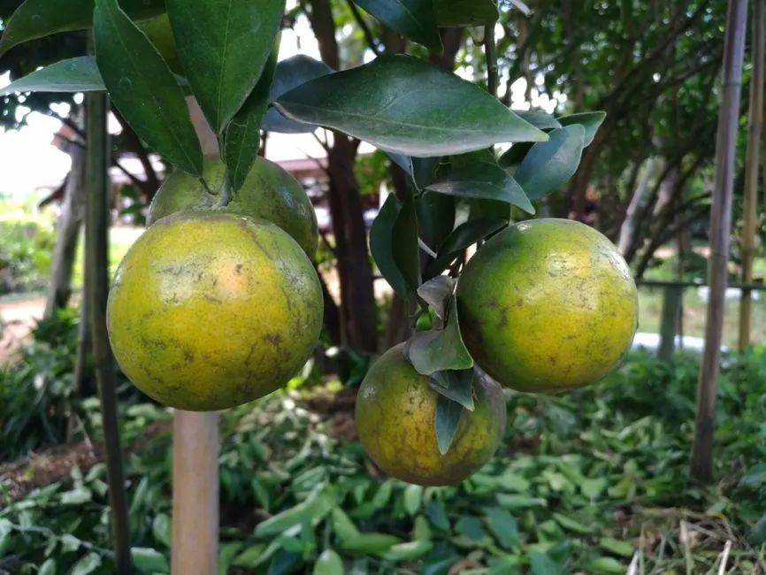ESG壓力下，合成生物技術(shù)正在改變香精香料行業(yè)