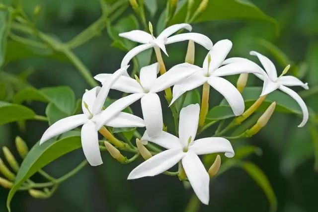 室內(nèi)種植這幾種植物，讓你的房間充滿芳香，凈化空氣，芬芳室內(nèi)
