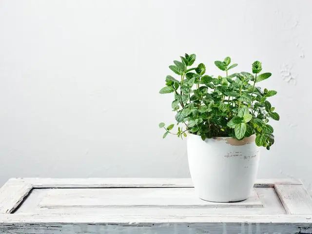 室內(nèi)種植這幾種植物，讓你的房間充滿芳香，凈化空氣，芬芳室內(nèi)