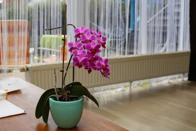 室內(nèi)種植這幾種植物，讓你的房間充滿芳香，凈化空氣，芬芳室內(nèi)