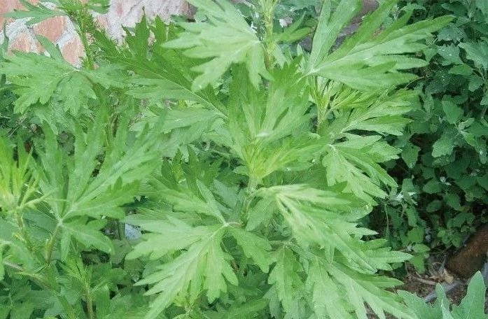 夏天來了，驅(qū)蚊的香料有哪些