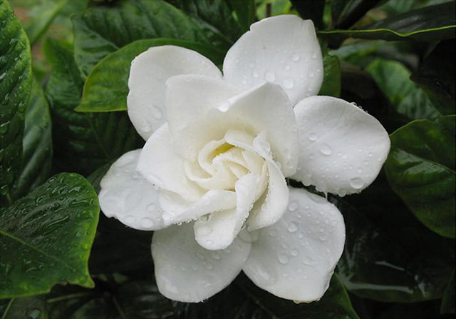 摘一朵梔子花，追憶已逝的“青春”年華